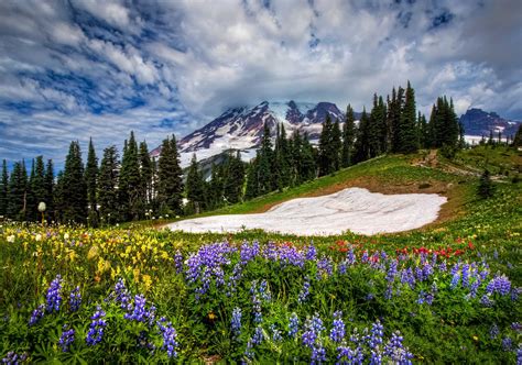 Wildflowers Mountain Valley Wallpapers - Wallpaper Cave