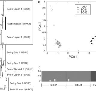 A Neighbor Joining Nj Dendrogram Derived From Sequence Variations Of