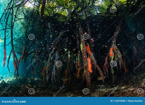 Prop Roots Descend Underwater In Raja Ampat Mangrove Stock Photography