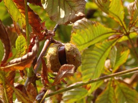 Chestnut tree chestnut tree Photos in .jpg format free and easy ...