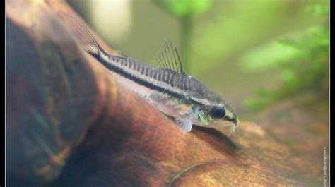 Exploring the Various Types of Corydoras - Tcrascolorado