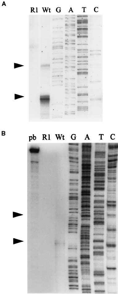 S1 Nuclease Analysis Of The 5 Ј End Of The Lasr Transcript Sequencing Download Scientific