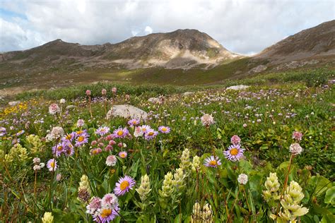 Majestic Colorado Alpine Meadow Photograph By Cascade Colors Fine Art