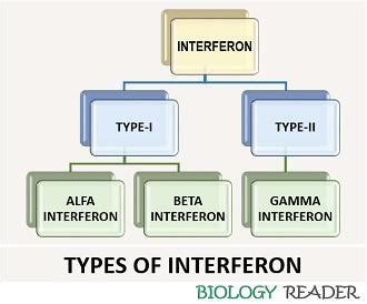 What are Interferons? definition, types, characteristics & facts ...