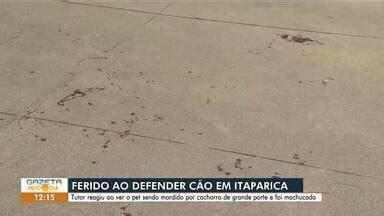 Gazeta Meio Dia Homem fica ferido ao impedir que outro cão atacasse o