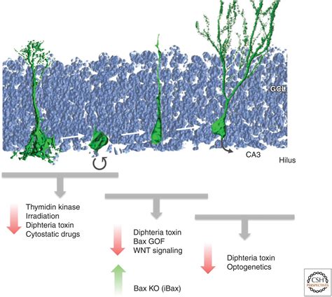 Engineering Of Adult Neurogenesis And Gliogenesis