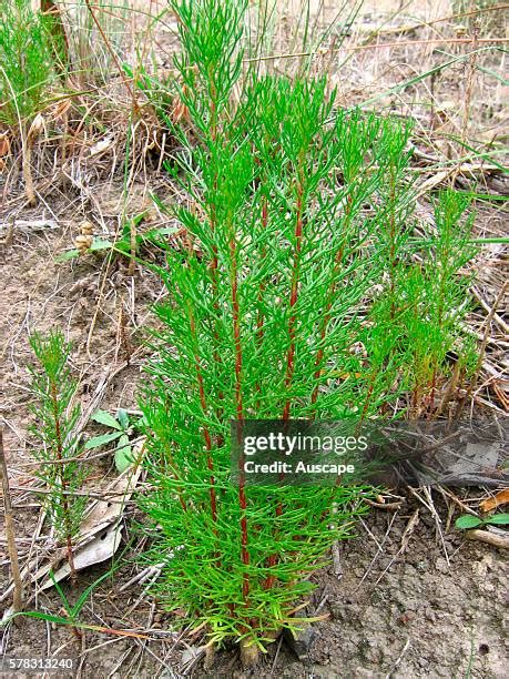 248 Horsetail Weed Stock Photos, High-Res Pictures, and Images - Getty ...