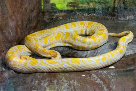 Yellow Burmese Python (Python Reticulatus) is a Species of Snake in the ...