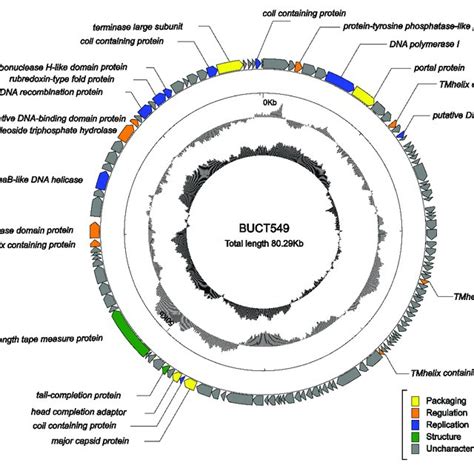 Multiple Sequence Alignment Of Phage Genomes The Whole Genomes Of