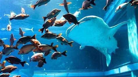 Menyimak Kehidupan Bawah Laut Di Osaka Aquariun Kaiyukan Jepang