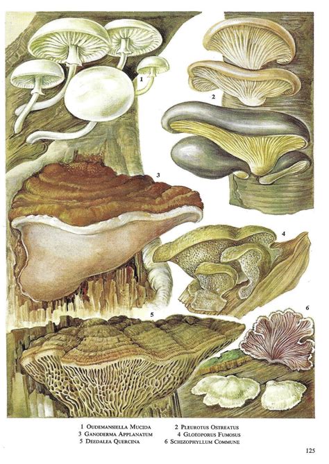 Mushrooms Toadstools Fungi Funghi Unframed Vintage Mushroom Print