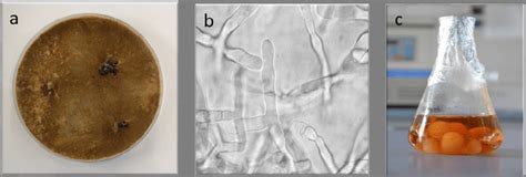 Rhizoctonia Solani Colonies Grown On Pda For 10 Days A Hyphae With