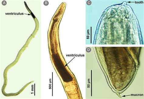 Light Micrographs Of Anisakis Typica Larva A Whole Larva B Anterior