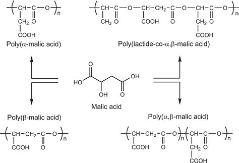 Malic Acid Production From Renewables A Review Kövilein 2020