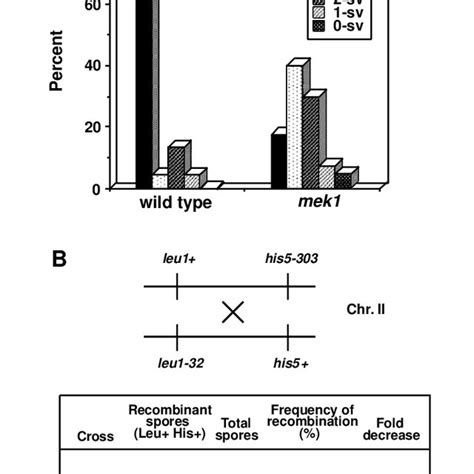 The Meiotic Recombination Checkpoint Is Impaired In The Cdc25 9a