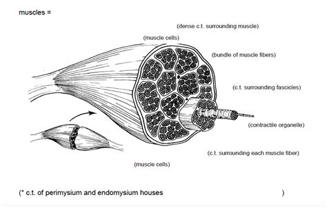 Diagram of Diagram: Muscle | Quizlet