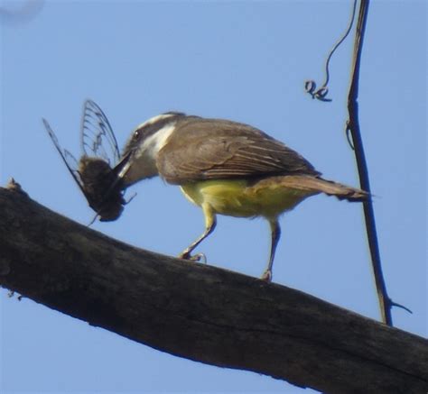 Foto Bem Te Vi Pitangus Sulphuratus Por Flavio Gusm O Wiki Aves A