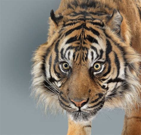 Stunning Big Cat Portraits Reveal The Incredible Purrsonalities Of