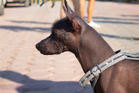 Discover Xoloitzcuintli Dog Pictures, History, and Care Tips