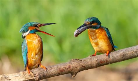 Premium Photo | Common kingfisher alcedo atthis the male brought the ...