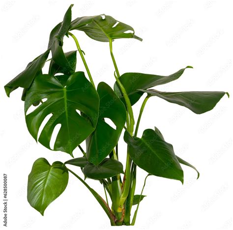 Green Leaves Of Monstera Deliciosa Alocasia Wentii Strelitzia