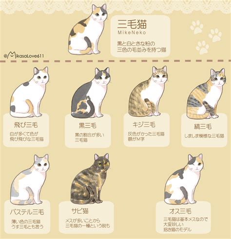 三毛猫の種類まとめ！【追記あり】｜ねこナビ