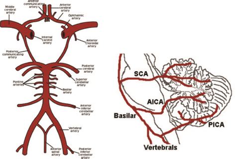 Brainstem Overview And Blood Supply Flashcards Quizlet