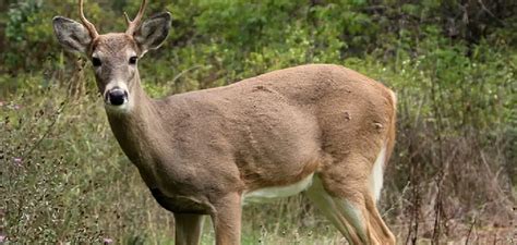 White Tailed Deer Spiritual Meaning, Symbolism and Totem (2024)