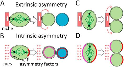 Extrinsic And Intrinsic Mechanisms Of Asymmetric Cell Division Acd