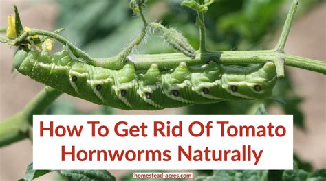 Tomato Hornworms How To Get Rid Of Tomato Hornworms Homestead Acres