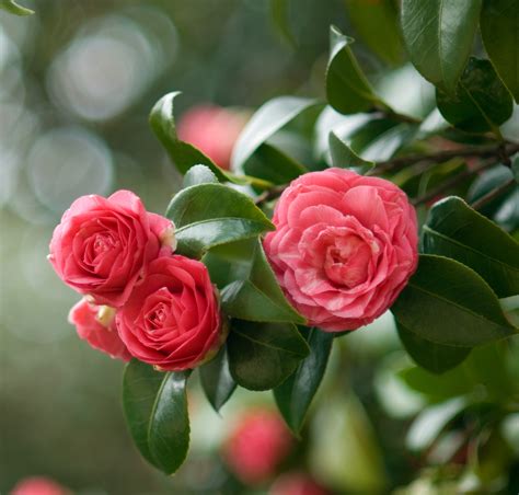 Feeding Camellia Plants | Growing Guides | Daltons