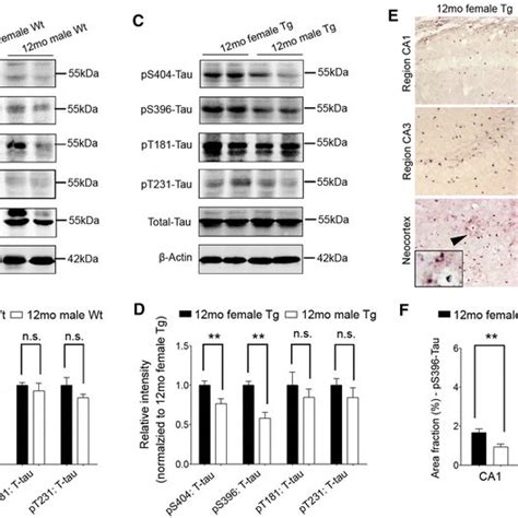 At 12 Months Of Age Female Appps1 Mice Display More Severe Tau Download Scientific Diagram