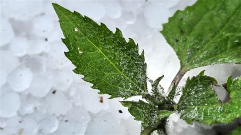 Geada Em Cima De Granizo Deixa Serra Catarinense Em Alerta Revista