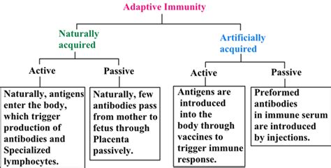 Solved What Are The Types Of Adaptive Immunity Chegg