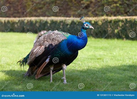 Beautiful Views Of The Wallenstein Gardens Park Peacocks Walking In