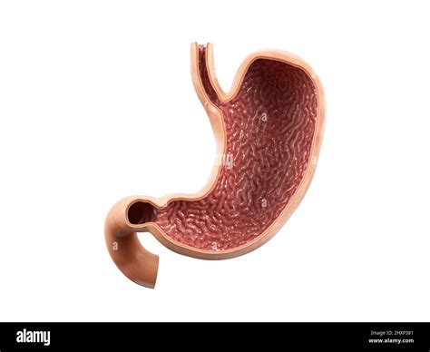 Anatomically Accurate Realistic 3d Illustration Of Human Internal Organ