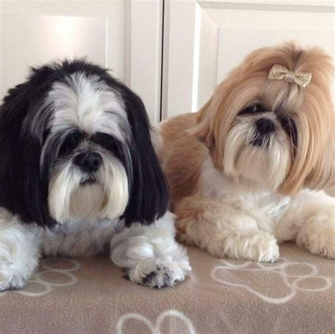 Southern Shih Tzu Rescue Rescuing And Rehoming Shih Tzu S