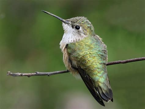 Calliope Hummingbird Ebird