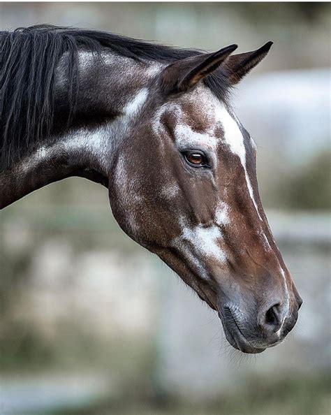 Épinglé Par Horse Breeds Martina Fabrizi Sur Horses Photos De Chevaux