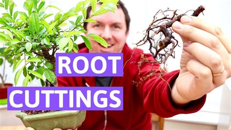 How To Create Bonsai From Root Cuttings 3mt 2 Youtube