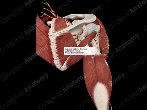 Superior Lateral Brachial Cutaneous Nerve Complete Anatomy