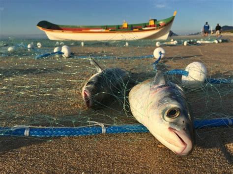 What is Overfishing? Examples & Solutions to Prevent