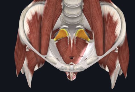 Complete Anatomy Pelvis Perineum Flashcards Quizlet