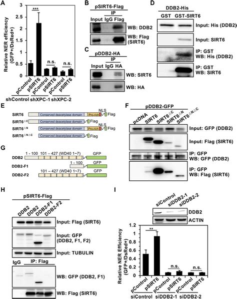 In Response To Uv Irradiation Sirt6 Interacts With Ddb2 A Sirt6