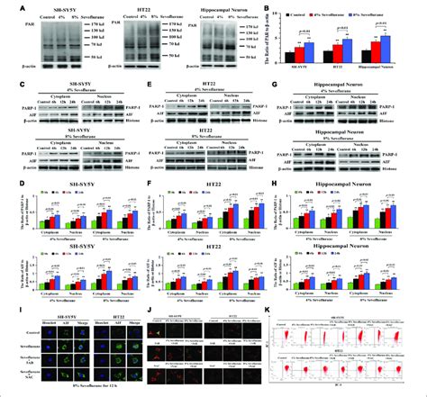 Sevoflurane Induced Changes Of Parthanatos Related Proteins And