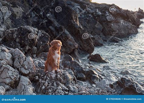 El Perro Puso Sus Patas En La Piedra De La Playa Recuperador De Peaje