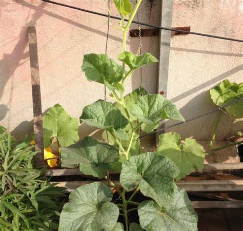 Bottle Gourd Plant