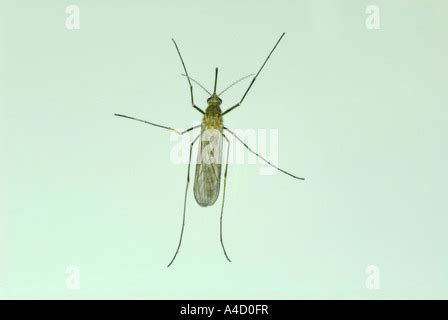 house mosquito, northern common house mosquito, common gnat, house gnat ...