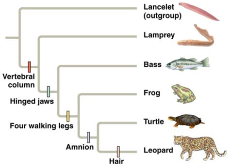 Biology 2 Exam 1 Flashcards Quizlet