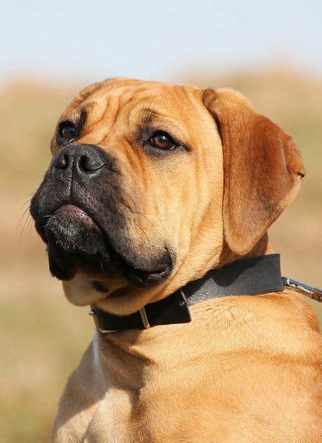 Tough Dog Names From England for a Bullmastiff - PetHelpful